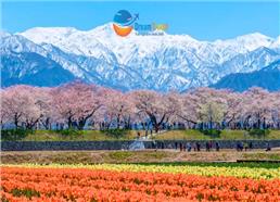 Tour Nhật Bản Thiết Kế Đặc Biệt 2026: Bộ Tứ Mùa Xuân